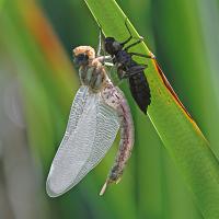 Southern Hawker, newly emerged 